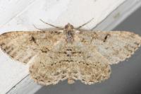 Peribatodes rhomboidaria rhomboidaria