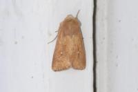 Mythimna albipuncta