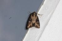 Mesapamea secalella/secalis
