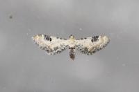 Eupithecia centaureata