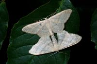 Idaea deversaria