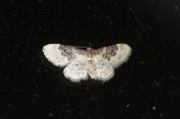 Idaea rusticata