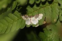Idaea rusticata