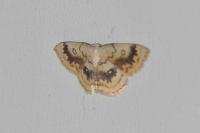 Cyclophora annularia