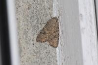 Anarta trifolii