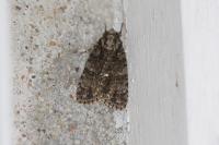 Acronicta rumicis