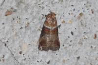Acrobasis tumidana