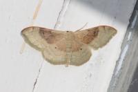 Idaea degeneraria