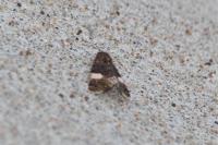 Tyta luctuosa
