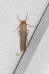 Manulea complana