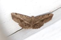 Chiasmia aestimaria