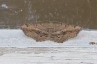 Chiasmia aestimaria