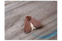 Xestia xanthographa