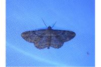 Peribatodes rhomboidaria rhomboidaria