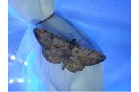 Peribatodes rhomboidaria rhomboidaria