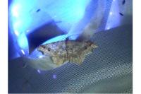 Macaria alternata