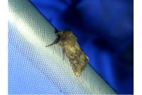 Luperina testacea
