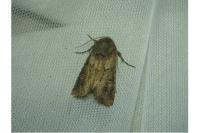 Luperina testacea