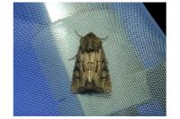 Luperina testacea