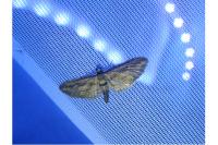 Eupithecia phoeniceata