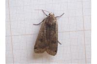 Noctua pronuba