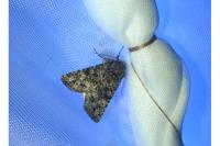 Polymixis lichenea
