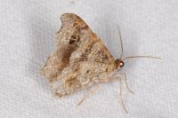 Macaria alternata