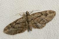 Eupithecia pusillata