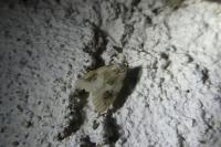 Pseudeustrotia candidula
