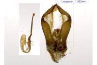 Aplocera efformata
