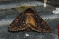 Thalpophila matura