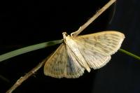 Patania ruralis