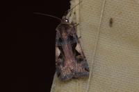 Xestia c-nigrum