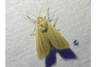 Mythimna straminea