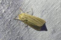 Mythimna straminea