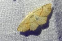 Cyclophora punctaria