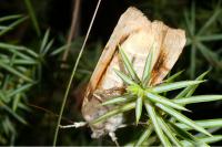 Noctua fimbriata