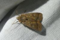 Diarsia rubi