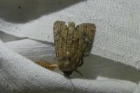 Luperina testacea