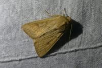 Mythimna vitellina