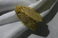 Euthrix potatoria