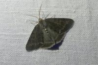 Pseudoterpna pruinata