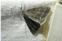 Pseudoterpna pruinata