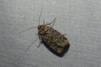 Lycophotia porphyrea