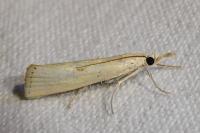 Agriphila inquinatella