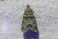 Eudonia mercurella
