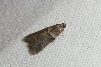Acrobasis consociella