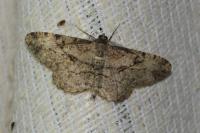 Peribatodes rhomboidaria rhomboidaria