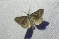 Scotopteryx peribolata