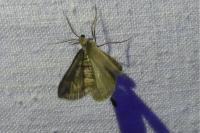 Scotopteryx peribolata